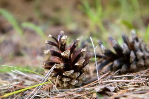 Fallen opened ripe pine cones lying on the forest field Foto stock