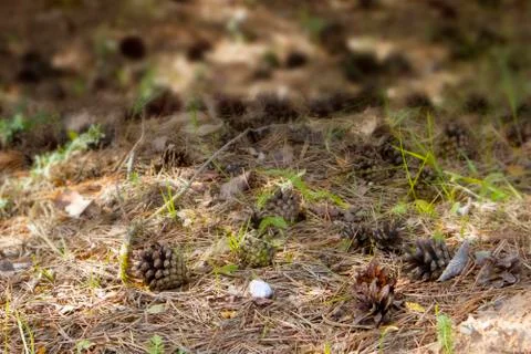 Fallen opened ripe pine cones lying on the forest field Foto stock