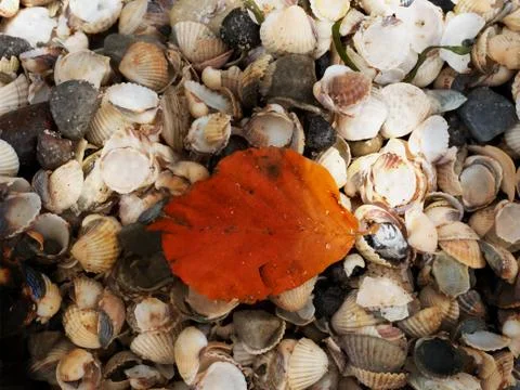 Fallen orange beech leaf on thousands seashells, empty shell on beach Foto stock