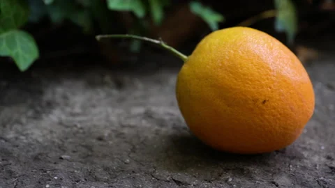 Fallen orange fruit on ground. Fresh orange just picked from the tree. Stock Footage 139885043