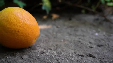 Fallen orange fruit on ground. Fresh orange just picked from the tree. Stock Footage 140145151