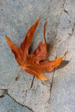 Fallen orange leaf on a stone path Stock Photos