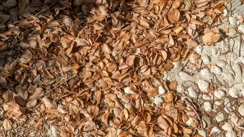 Fallen orange leaves on a stone path, autumn season Stock Photos