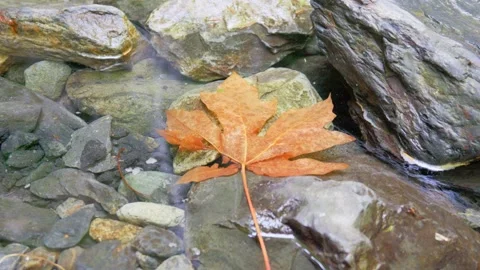 Fallen orange maple leaf resting on wet rocks in a shallow clear stream Stock Footage 341979677