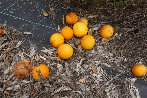 Fallen oranges rotting under tree on ground cover Stock Photos