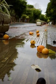 Fallen oranges street Foto stock