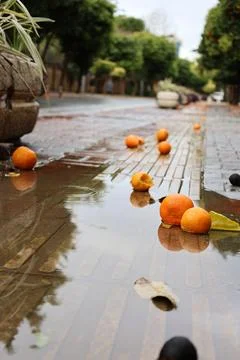 Fallen oranges street Stock Photos