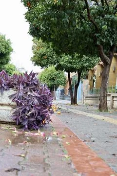 Fallen oranges street Stock Photos