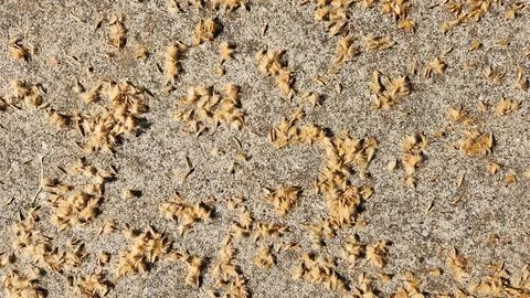 Fallen oriental plane tree, Platanus orientalis, seeds Stock Photos