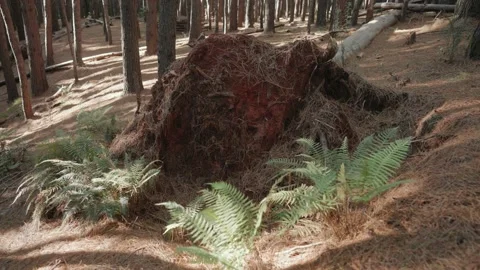 Fallen over pine tree overtaken by lush ferns and forest Stock Footage 142299725