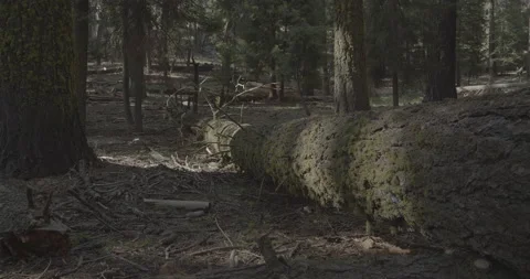 Fallen Over Sequoia Tree Stock Footage 168952529