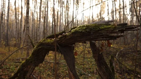 Fallen overgrown tree with moss in a forest in late autumn early morning at dawn Stock Footage 122029089