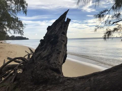 Fallen Palm on beach Stock Photos