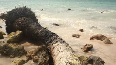 Fallen palm tree on the beach Stock Footage 38528913