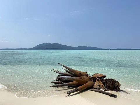 Fallen palm tree branch on white sand tropical beach with turquoise ocean Stock Photos