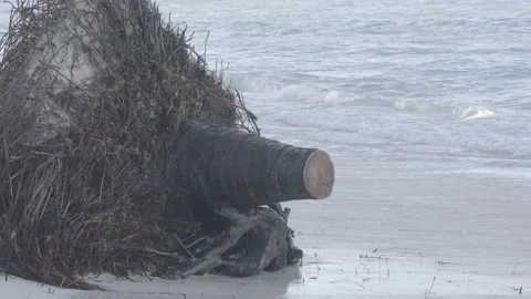Fallen palm tree in gentle wind on a tropic al beach after the storm. slog Stockbeeldmateriaal 227651121