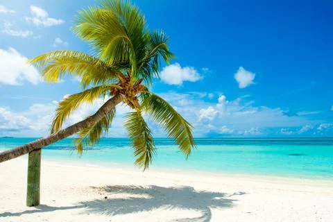 Fallen palm tree on a sandy beach along the turquoise ocean Foto stock
