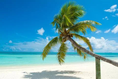 Fallen palm tree on a sandy beach along the turquoise ocean Stock Photos