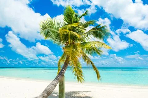 Fallen palm tree on a sandy beach along the turquoise ocean Stock Photos