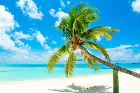 Fallen palm tree on a sandy beach along the turquoise ocean Stock Photos