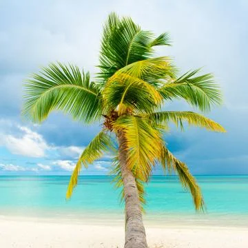 Fallen palm tree on a sandy beach along the turquoise ocean Stock Photos