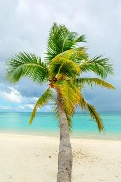 Fallen palm tree on a sandy beach along the turquoise ocean Stock Photos