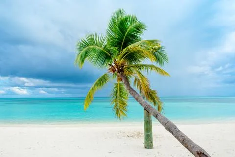 Fallen palm tree on a sandy beach along the turquoise ocean Foto stock