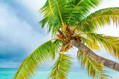 Fallen palm tree on a sandy beach along the turquoise ocean Stock Photos