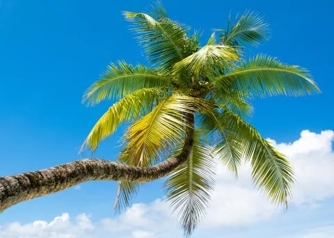Fallen palm tree on a sandy beach along the turquoise ocean Stock Photos