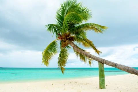Fallen palm tree on a sandy beach along the turquoise ocean Stock Photos
