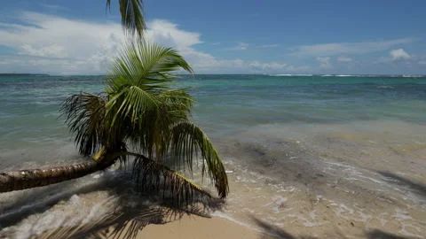 Fallen palm tree touching the water on a sunny day in a paradisiac beach Vídeo Stock 209489543