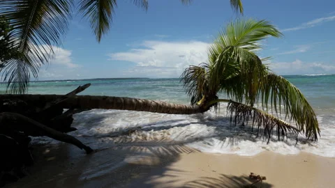 Fallen palm tree touching the water of a paradisiac beach in Bocas del Toro Vídeo Stock 209491517