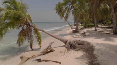 Fallen Palm Tree, Waves, Beautiful Beach Vídeos de archivo 111825955