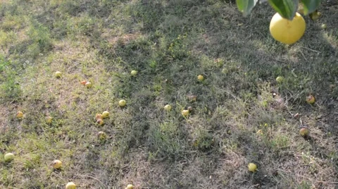 Fallen pear fruit of the tree Video stock 53217743