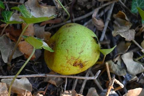 Fallen pear on the ground Fotos Stock