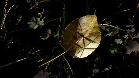 Fallen pear leaf Stock Footage 271192045