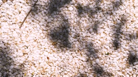 Fallen petals from cherry blossom effect with shadow Stock Footage 130565641