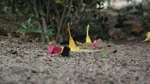 Fallen Petals on the Ground Stock Photos