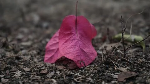 Fallen Petals on the Ground Stock Photos