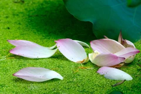 Fallen petals Stock Photos