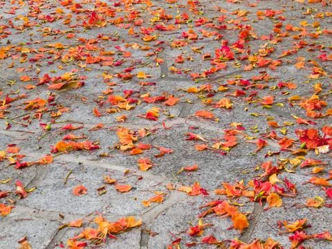 Fallen petals Stock Photos