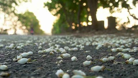 Fallen Petals on Road Natural Texture Stock-Footage 332893187