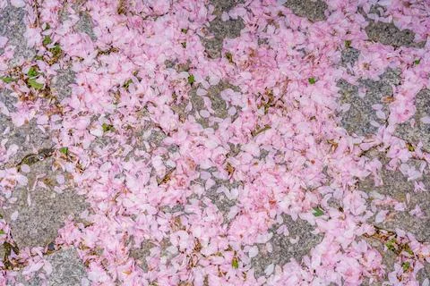 Fallen petals from a sakura tree Stock Photos