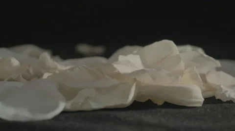 Fallen petals of the white rose in the wind. 4K. Stock-Footage 43674467