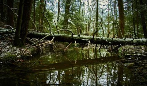 The Fallen Stock Photos