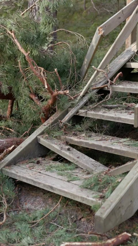 Fallen pine branches blocking wooden steps in forest after storm damage Stock Footage 345374733