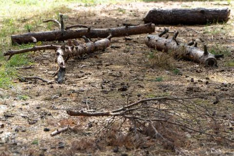 Fallen Pine Branches On Forest Floor Stock Photos
