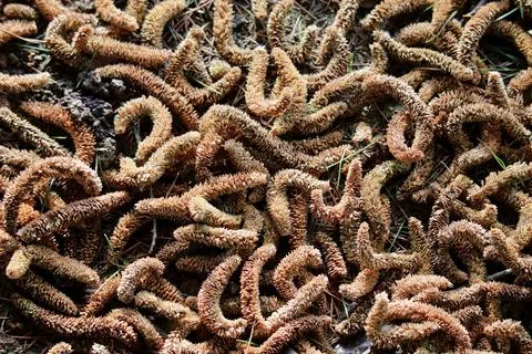 Fallen Pine Catkins on Forest Floor Foto stock