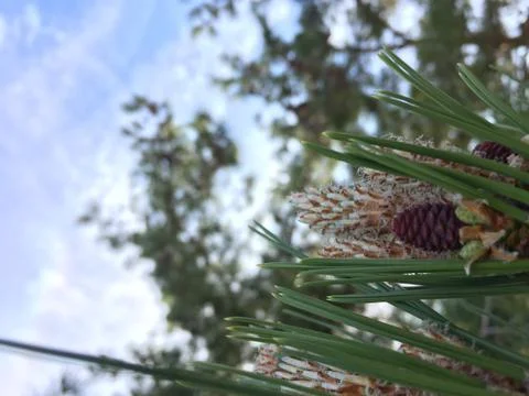 Fallen Pine Cone 1 Stock Photos