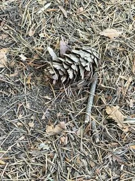 Fallen Pine Cone on Dry Grass and Leaf Litter Stock Photos